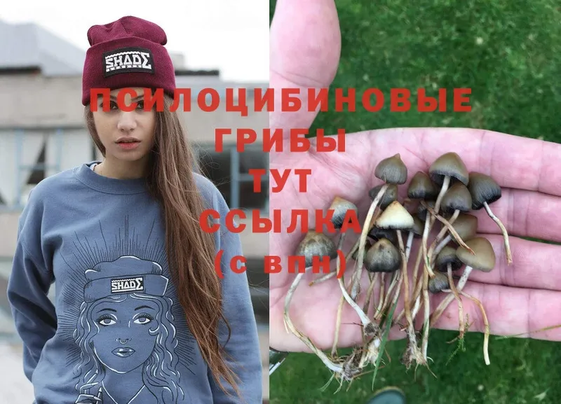 Псилоцибиновые грибы Magic Shrooms  ссылка на мегу вход  shop формула  где купить наркоту  Карабулак 